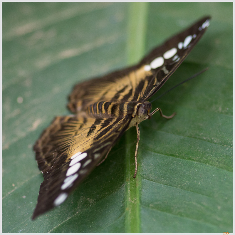 Parthenos sylvia ( IMGP9937 )