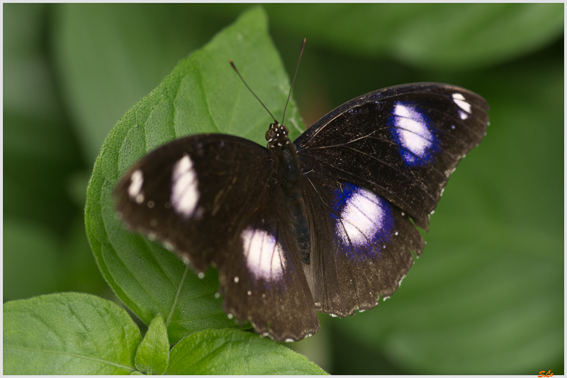 Hypolimnas bolina ( IMGP9943 )