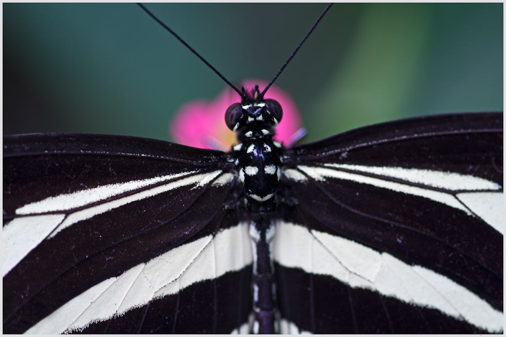 Heliconius charithonia ( IMGP9948 )