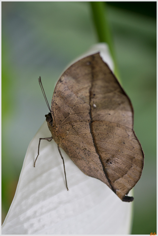  Kallima philarchus ( IMGP9958 )