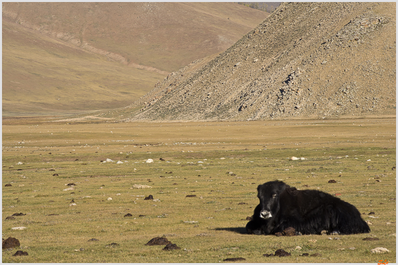 Parc de Khokh Nuur - Camp de Nomade ( IMGP1216 )