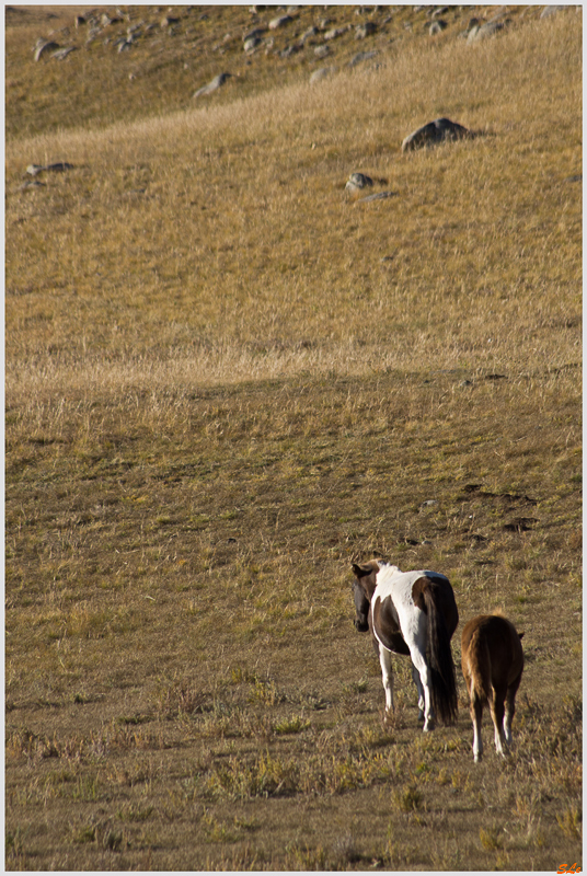 Parc National de Khokh Nuur ( IMGP1420 )