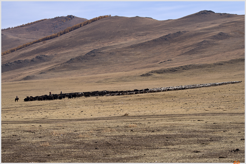 Parc de Terkhin Tsaagan Nuur - Camp de nomade ( IMGP2016 )