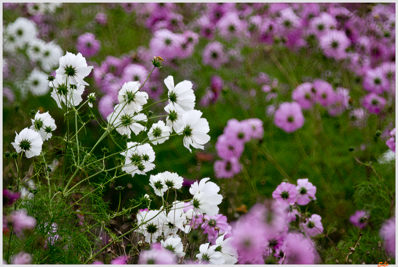 Près de Cancale ( _IGP2686 )