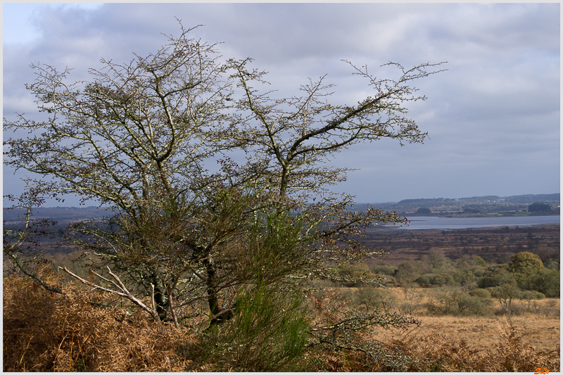 Mont d'Arrée ( _IGP2994 )