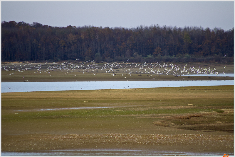 Lac du Der ( _IGP3136 )