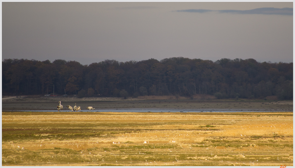 Lac du Der ( _IGP3142 )