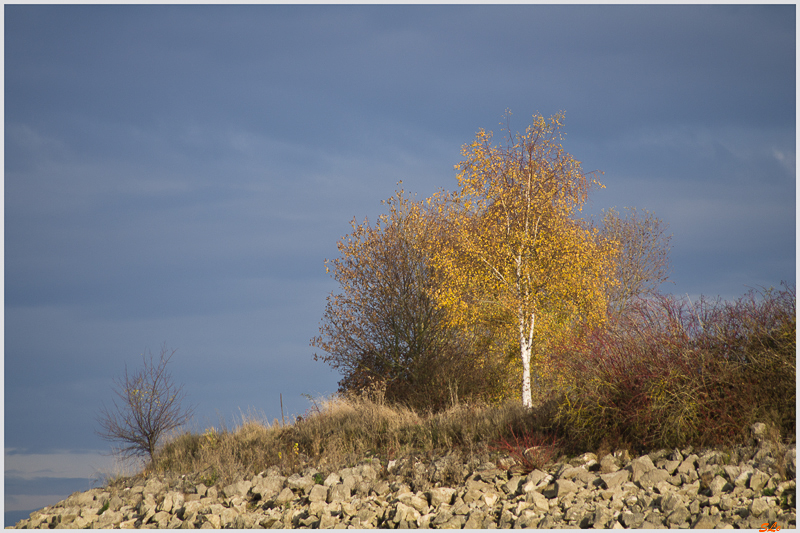 Lac du Der ( _IGP3146 )