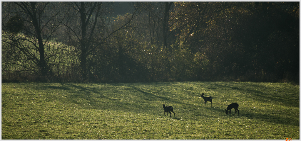 La ferme aux Grues ( _IGP3164 )