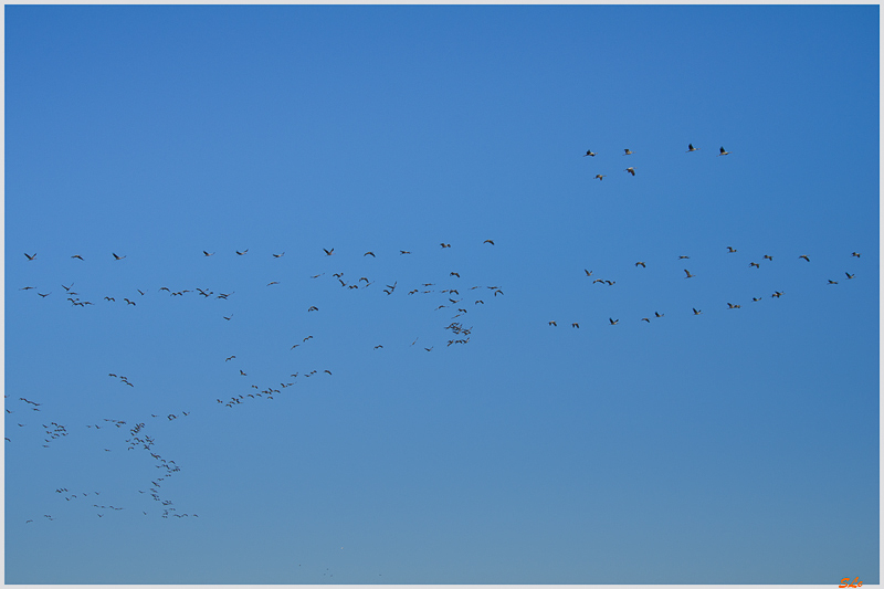La ferme aux Grues ( _IGP3167 )