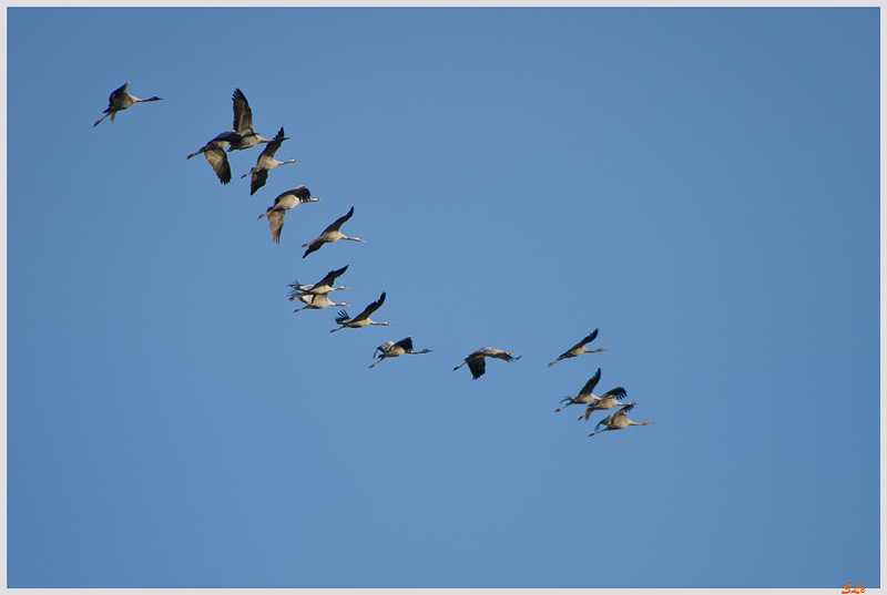 La ferme aux Grues ( _IGP3170 )
