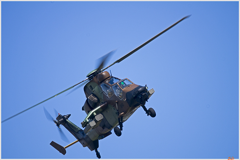 Tigre ( _IGP6251 )