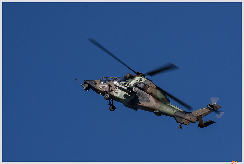 Tigre ( _IGP6267 )