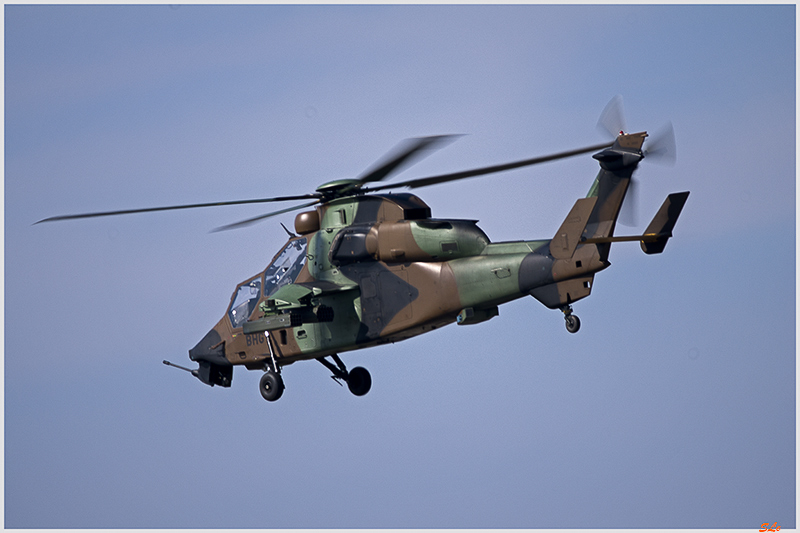 Tigre ( _IGP6278 )