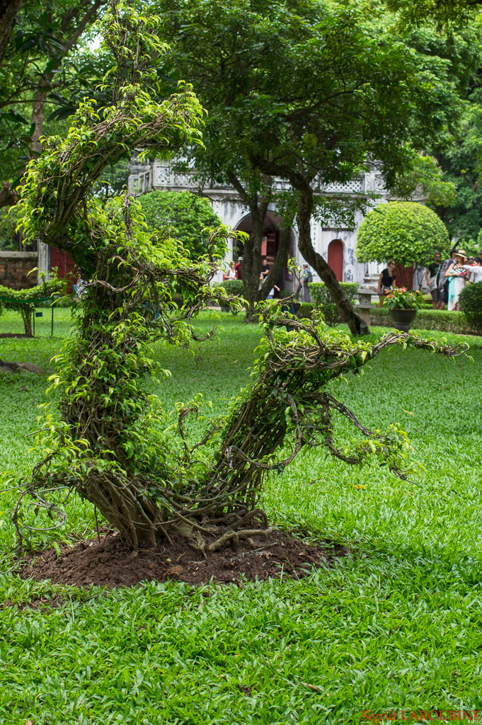 Le temple de la Littérature -Văn Miếu-Quốc Tử Giám ( _IMG4302 )