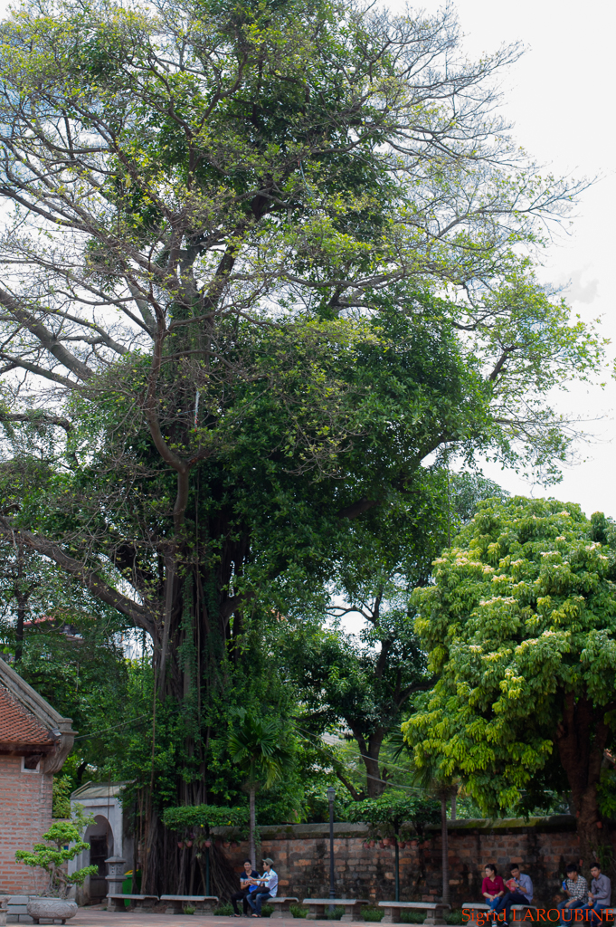 Le temple de la Littérature -Văn Miếu-Quốc Tử Giám ( _IMG4318 )