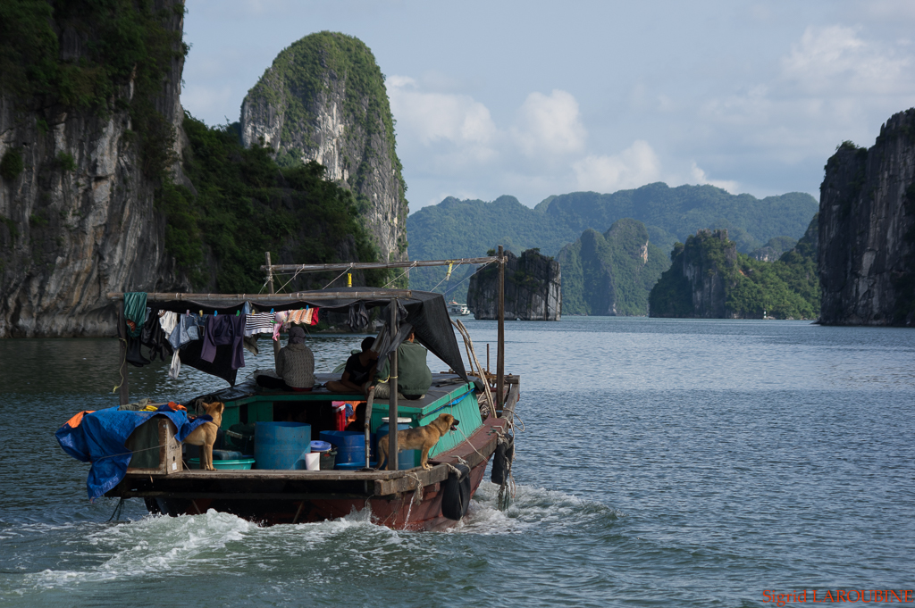 baie d'Hạ Long - Vịnh Hạ Long ( _IMG5158 )