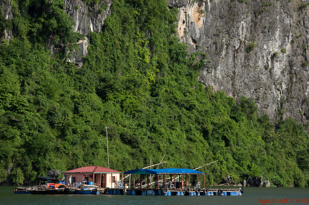 baie d'Hạ Long - Vịnh Hạ Long ( _IMG5217 )
