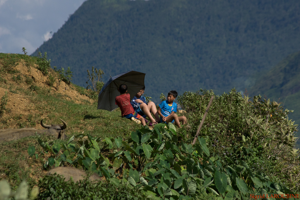 Sapa ( _IMG5290 )