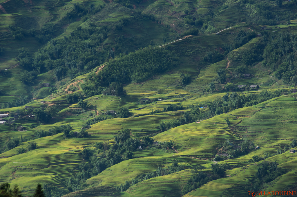 Sapa ( _IMG5694 )