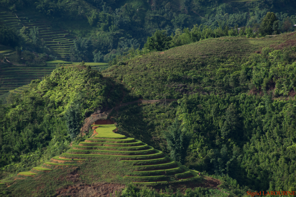 Sapa ( _IMG5704 )