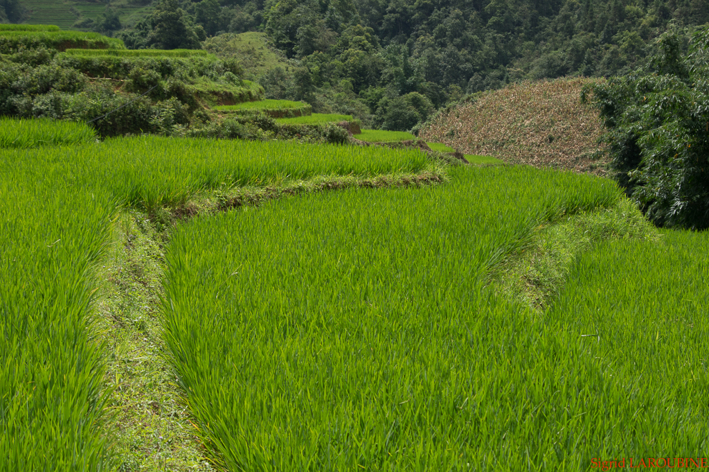 Sapa ( _IMG5775 )