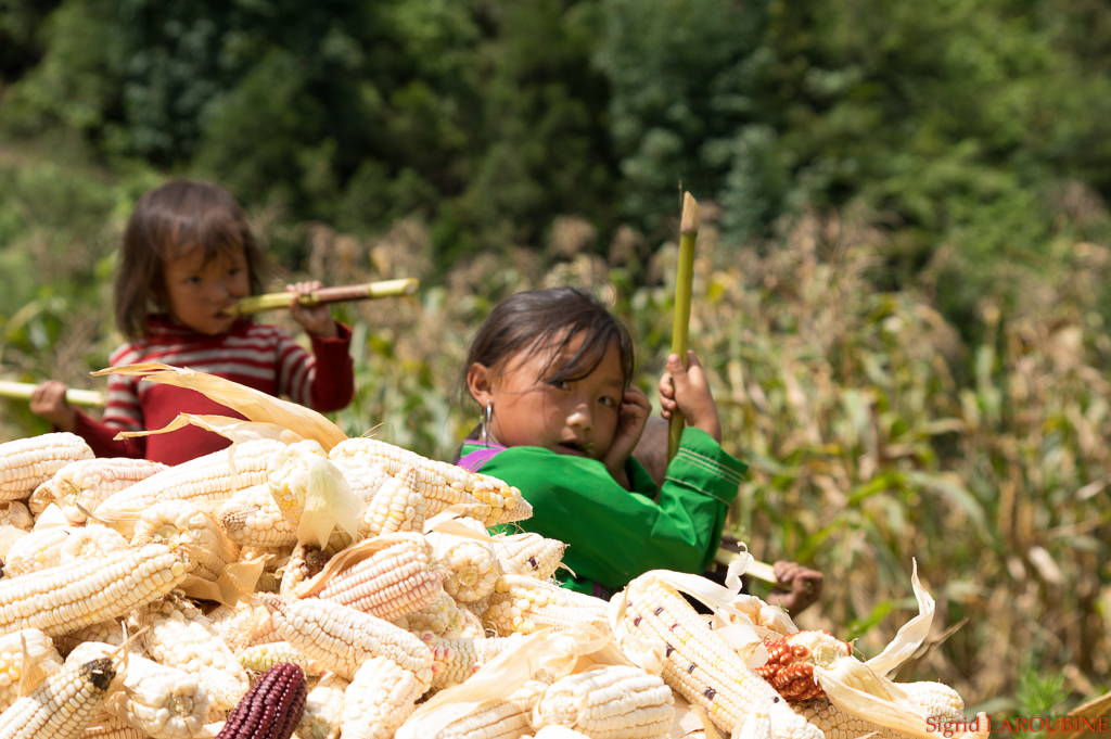 Sapa ( _IMG5778 )