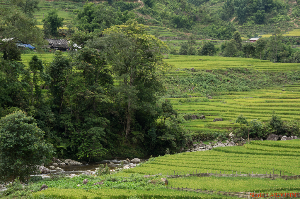 Sapa ( _IMG5791 )