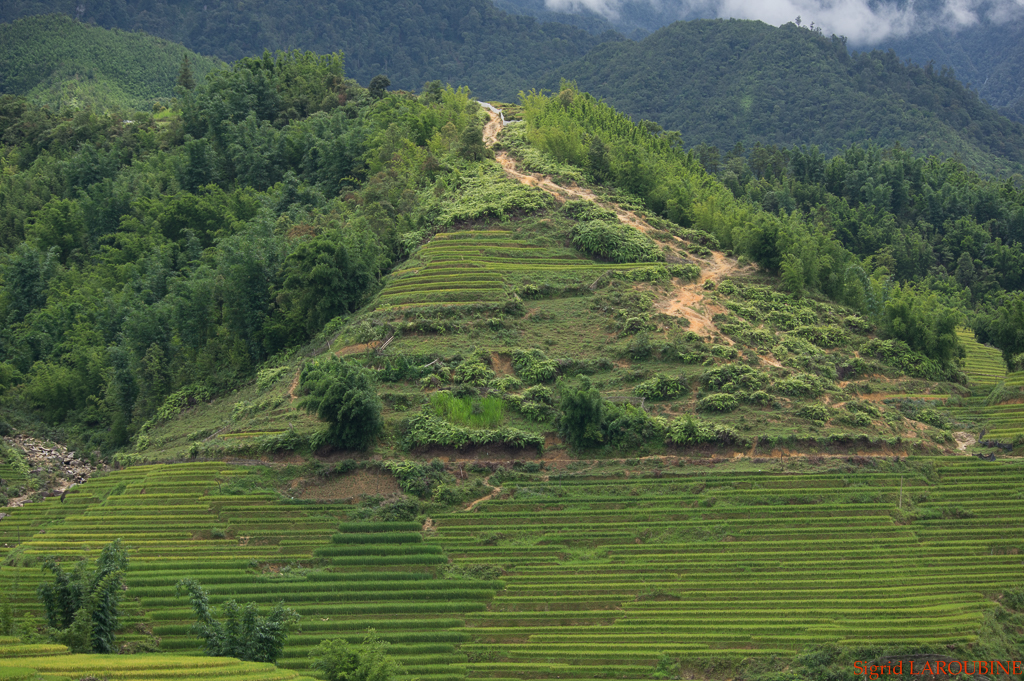 Sapa ( _IMG5908 )