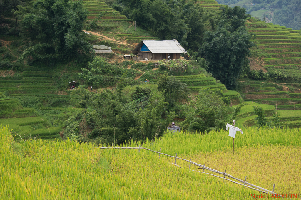 Sapa ( _IMG5919 )