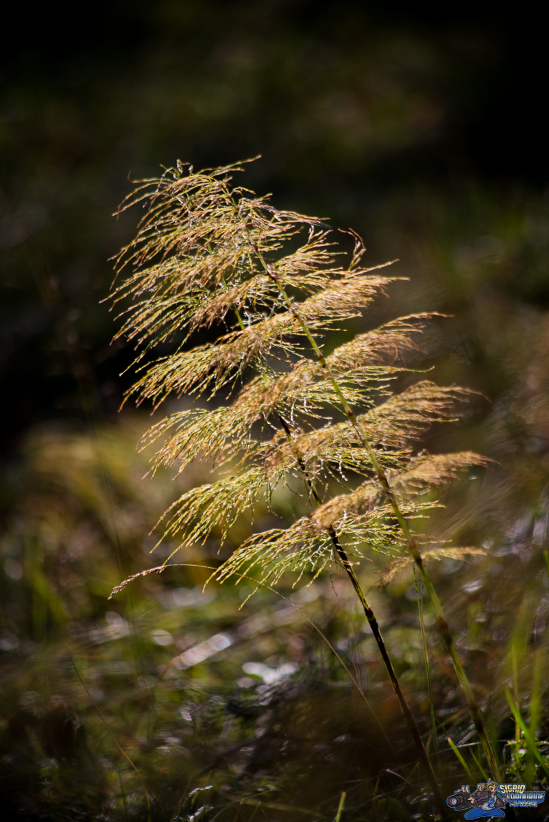  ( _IMG7970 )