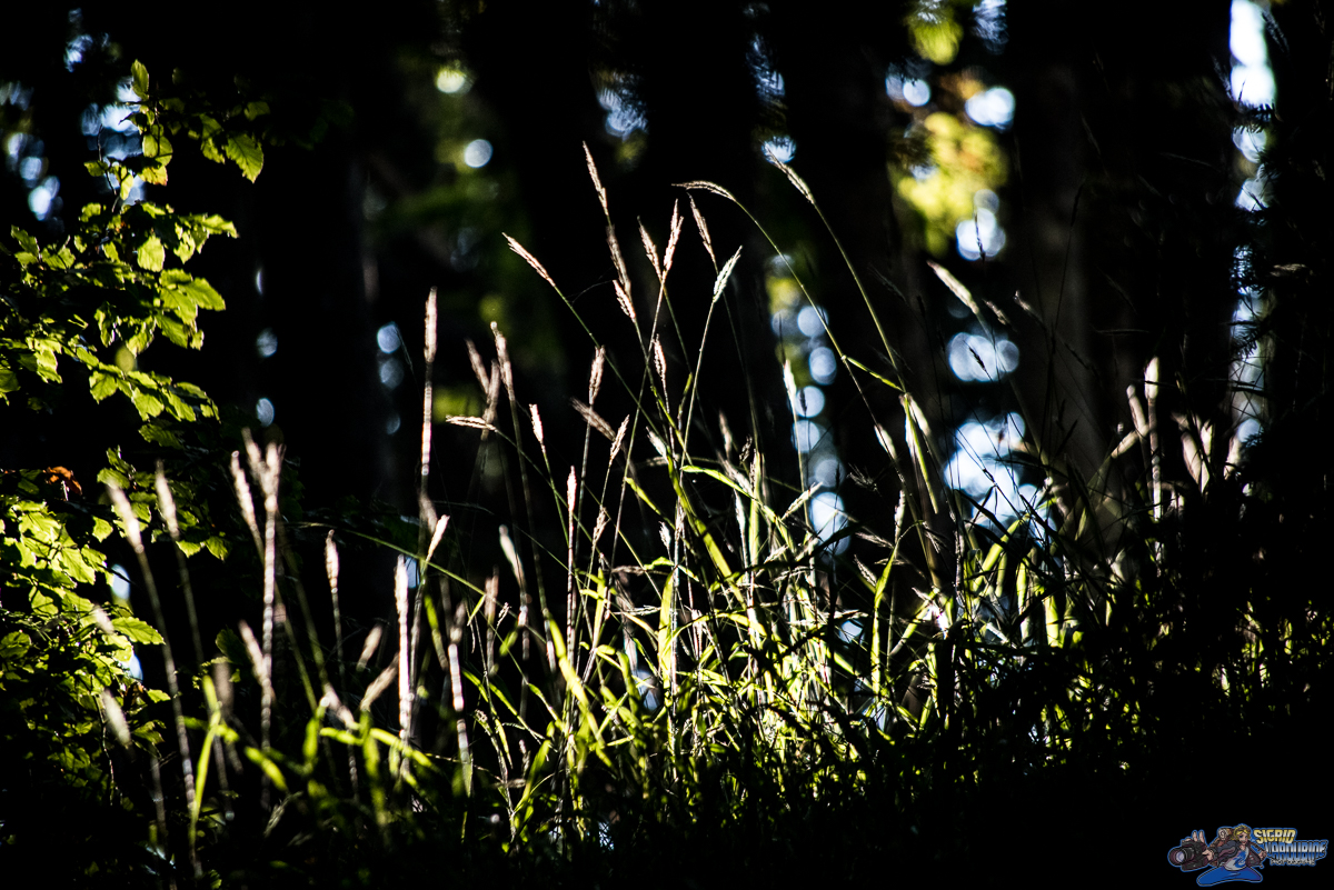  ( _IMG8235 )