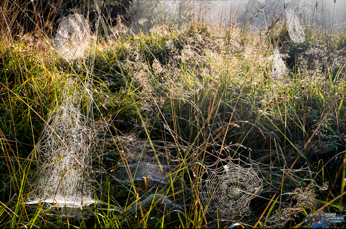  ( _IMG8415-Modifier )