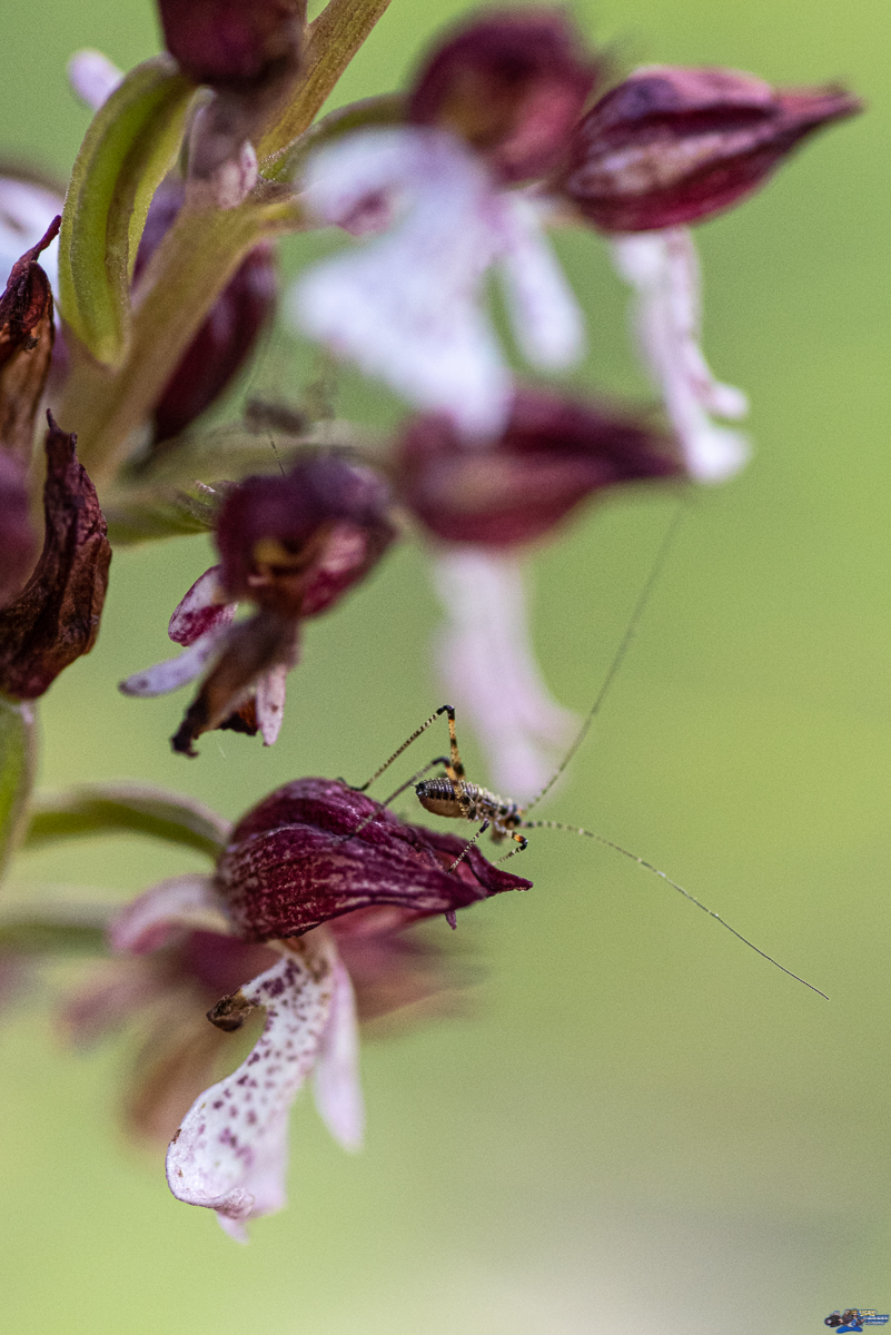  orchidées sauvage  _IMG7611