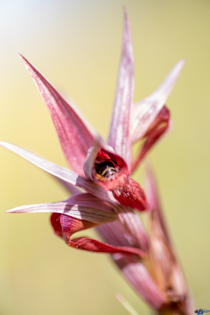 orchidées sauvage  _IMG7656