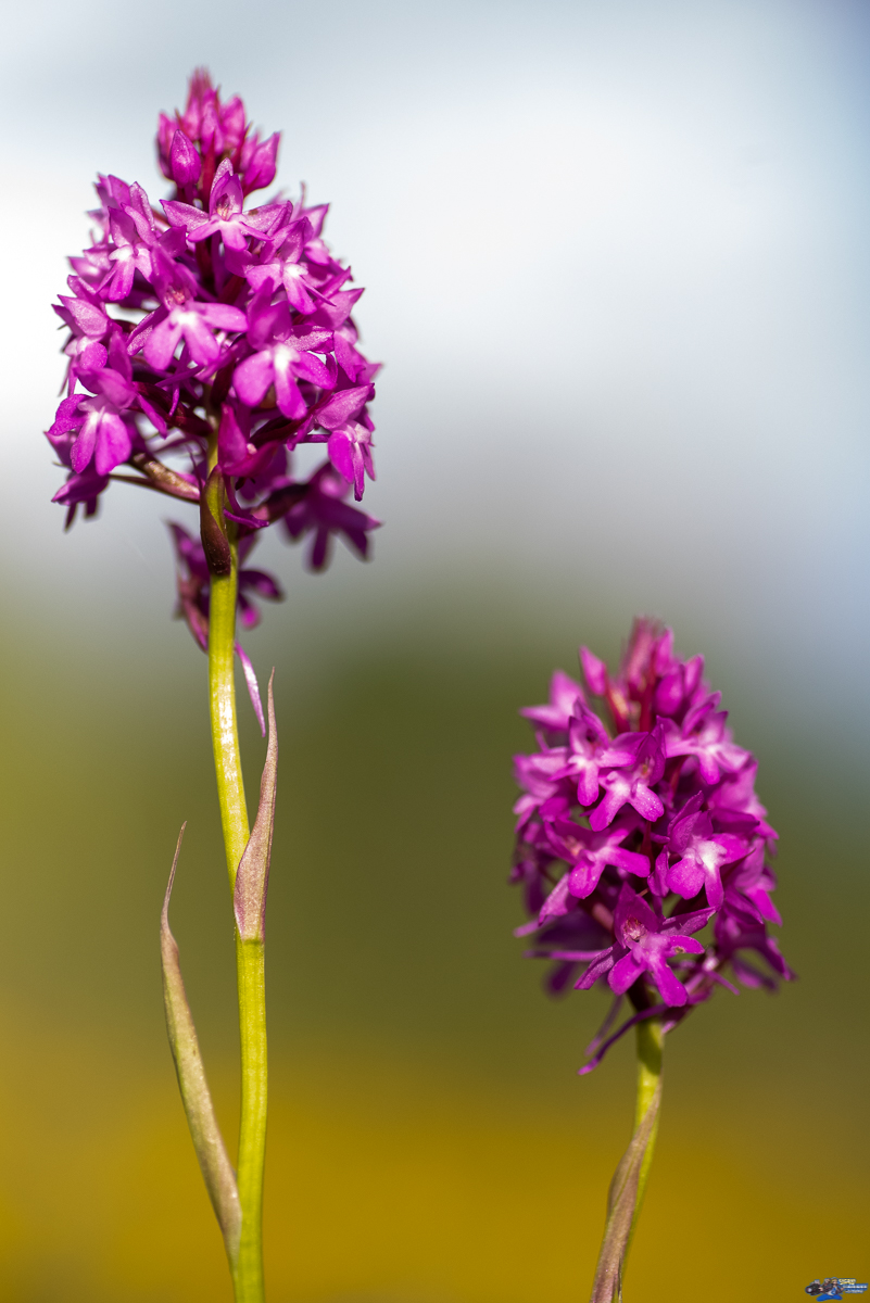  Orchis pyramidal  _IMG7671