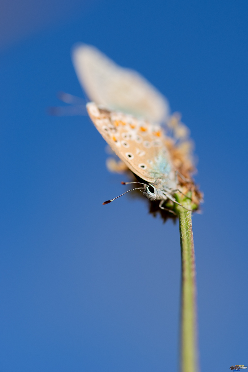  Azuré  _IMG7702