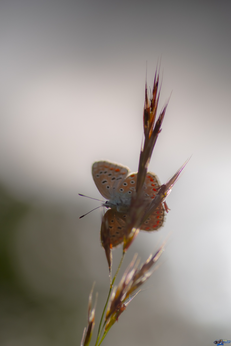  Azuré  _IMG7756