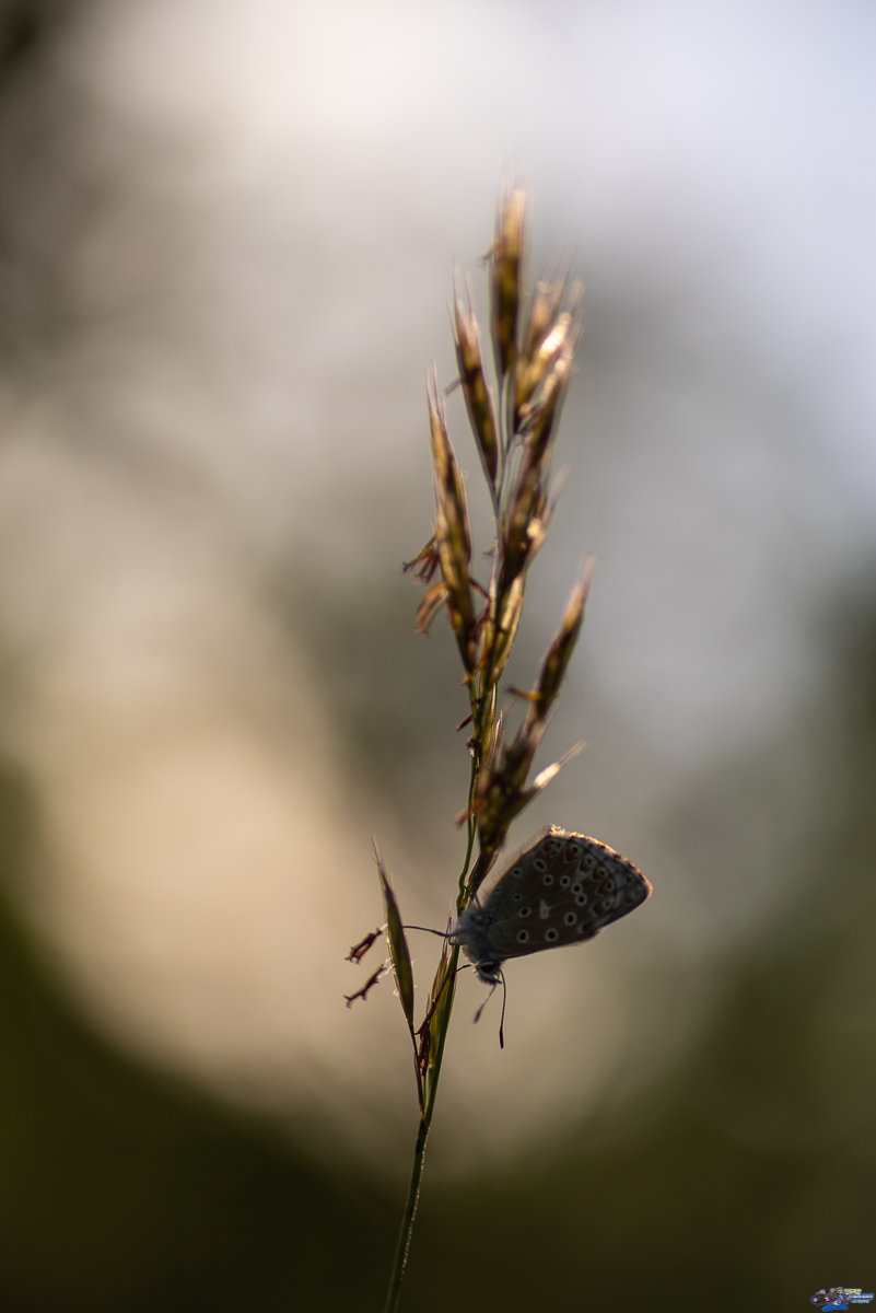  Azuré  _IMG7783
