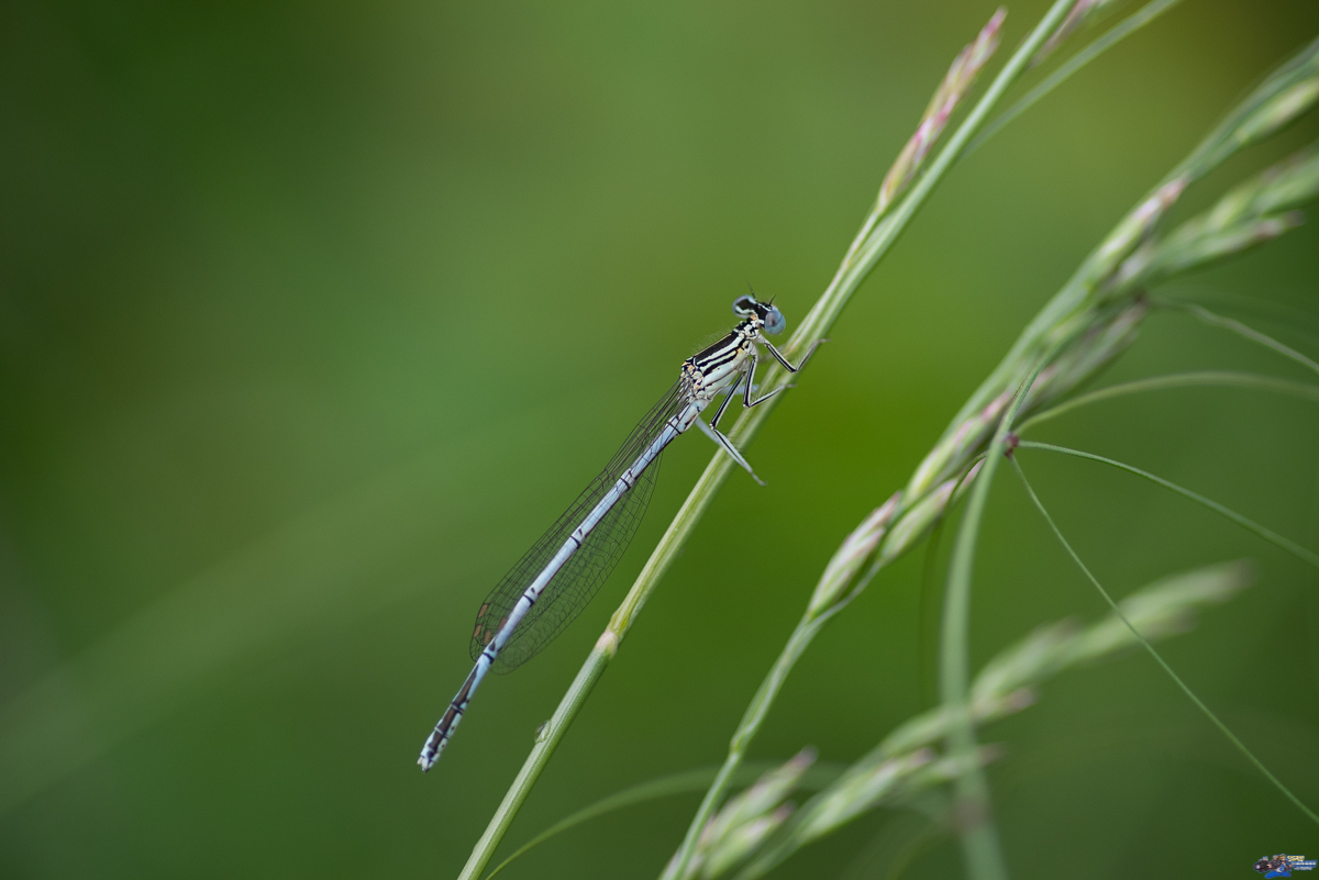  Agrion - Platycnemis pennipes femmelle  _IMG7901