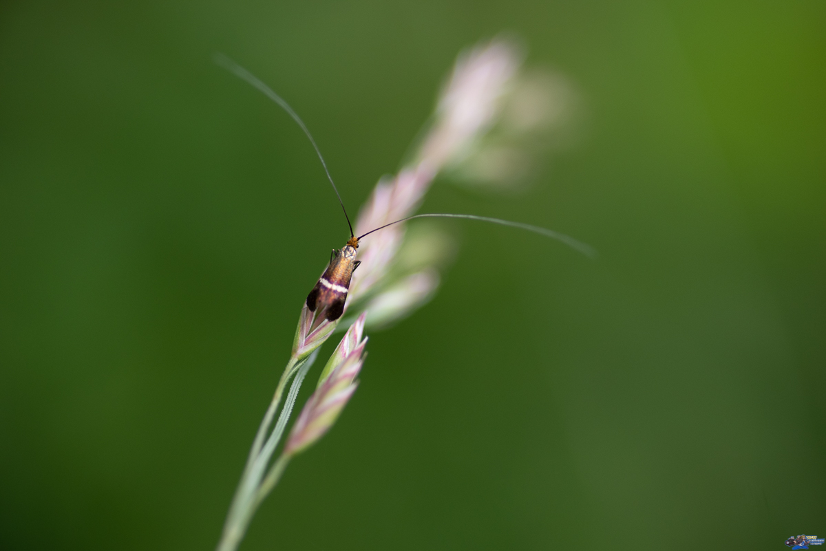 Coquille d'or - Nemophora
degeerella  _IMG7914
