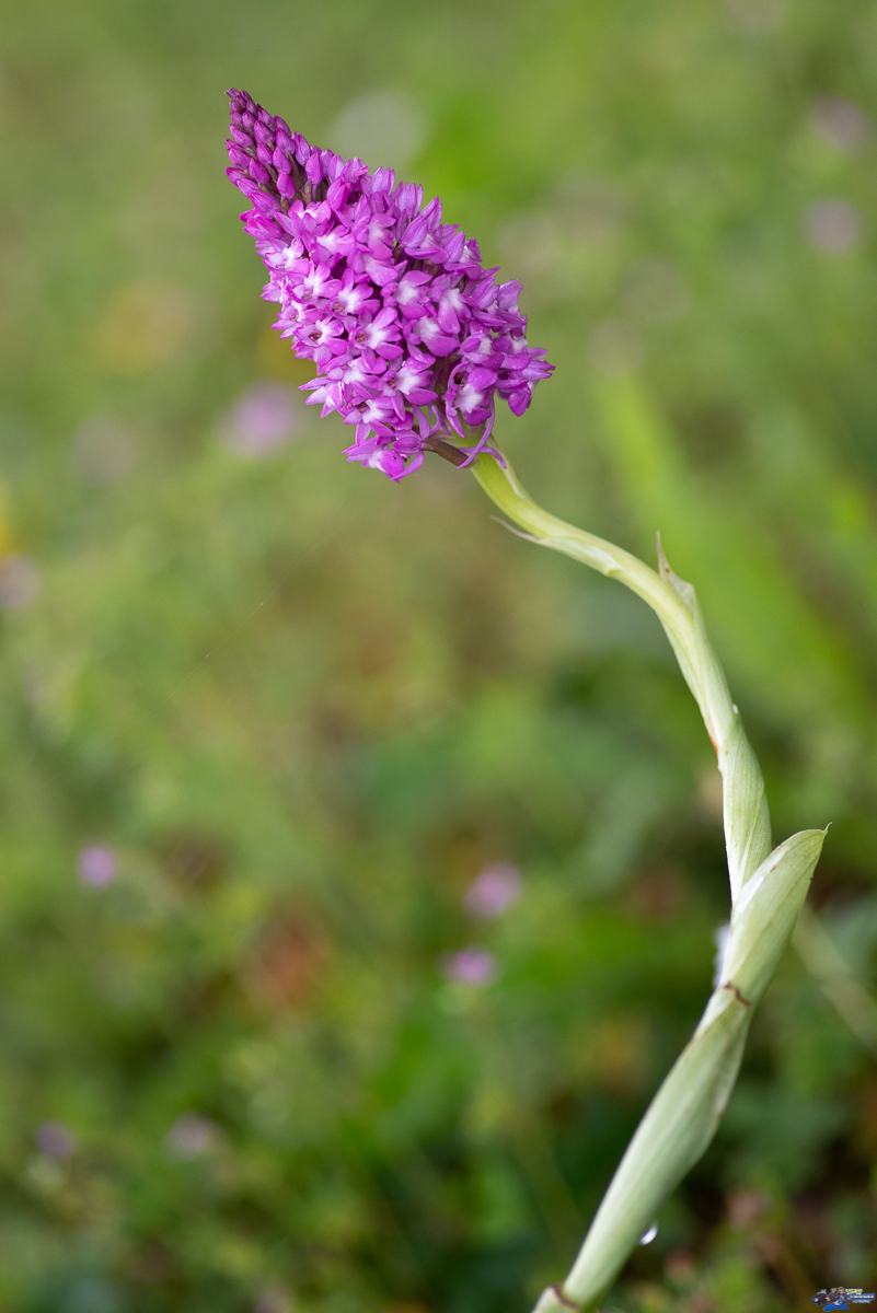  Orchis pyramidal  _IMG7924