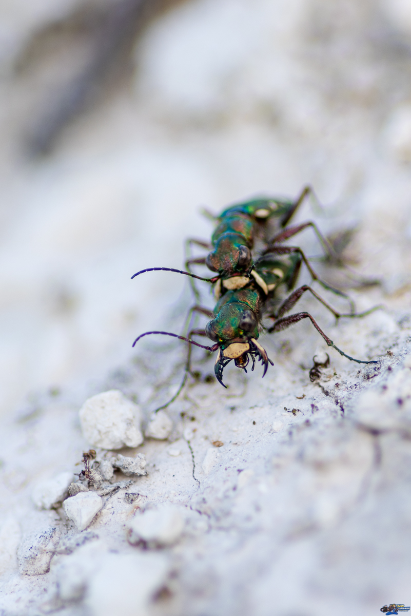  Cicindèle champêtre (Cicindela campestris)  _IMG8114