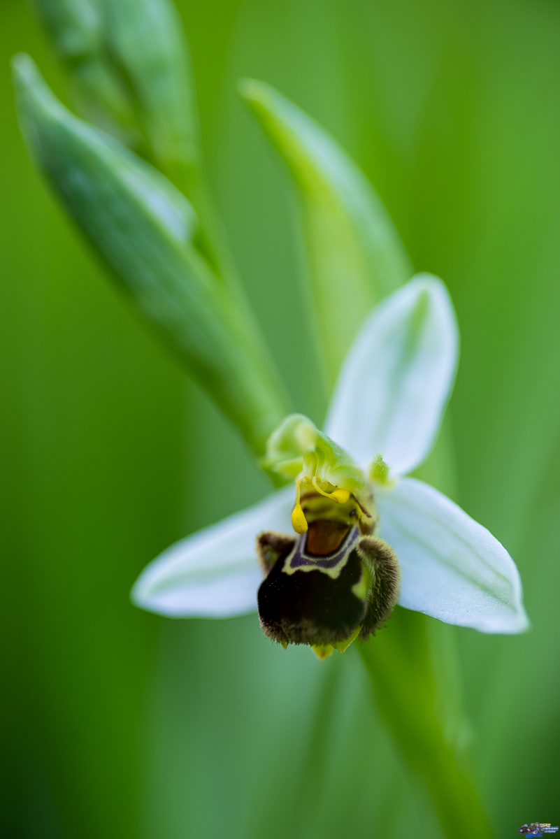  Orphys Abeille  _IMG8182