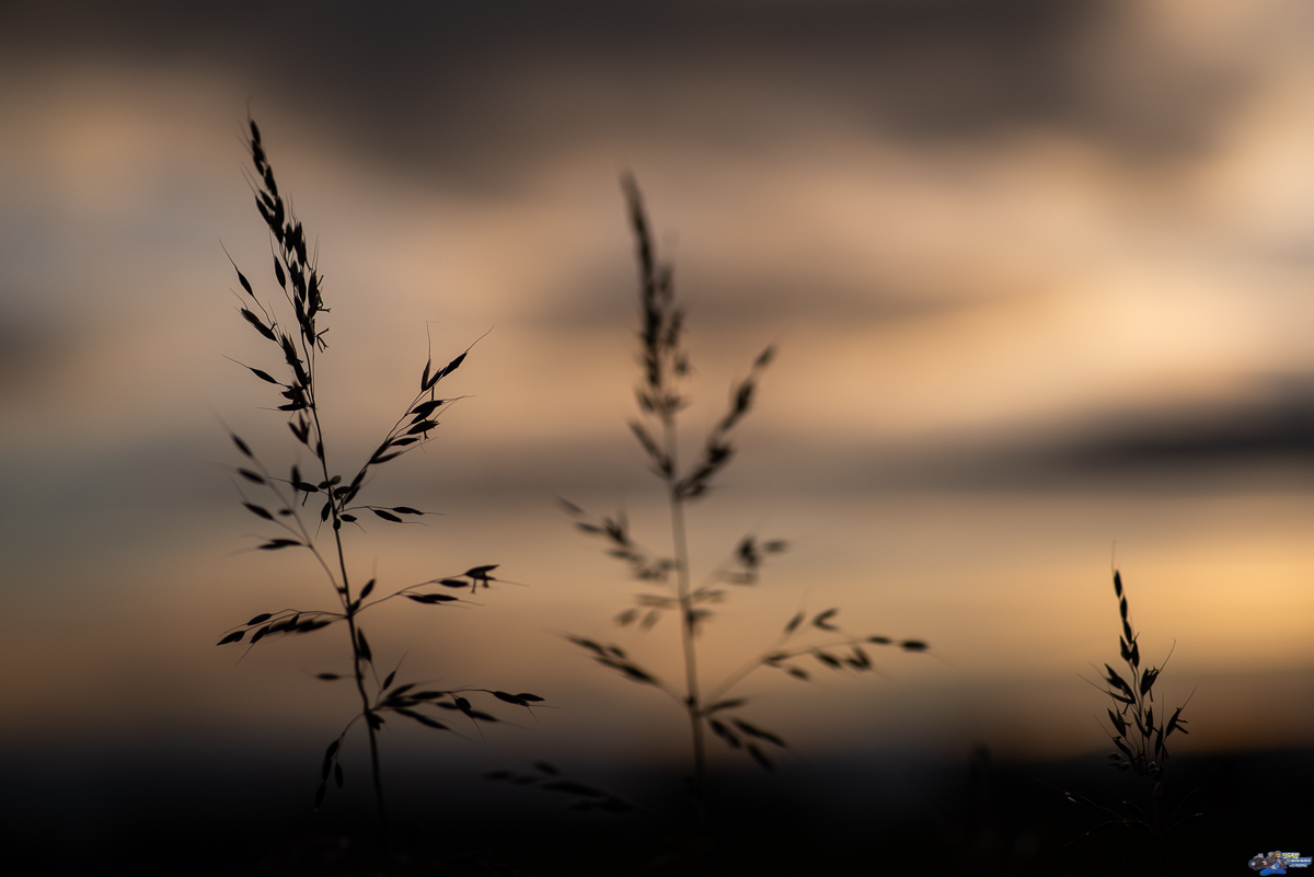    _IMG8226
