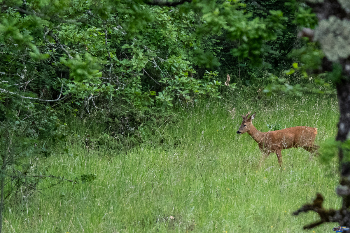  Brocard  _IMG8237