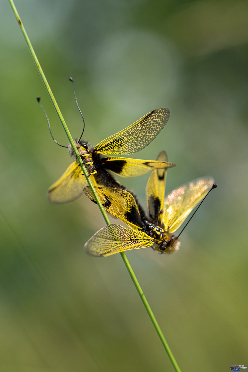  Ascalaphe, ascalaphidae  _IMG2885