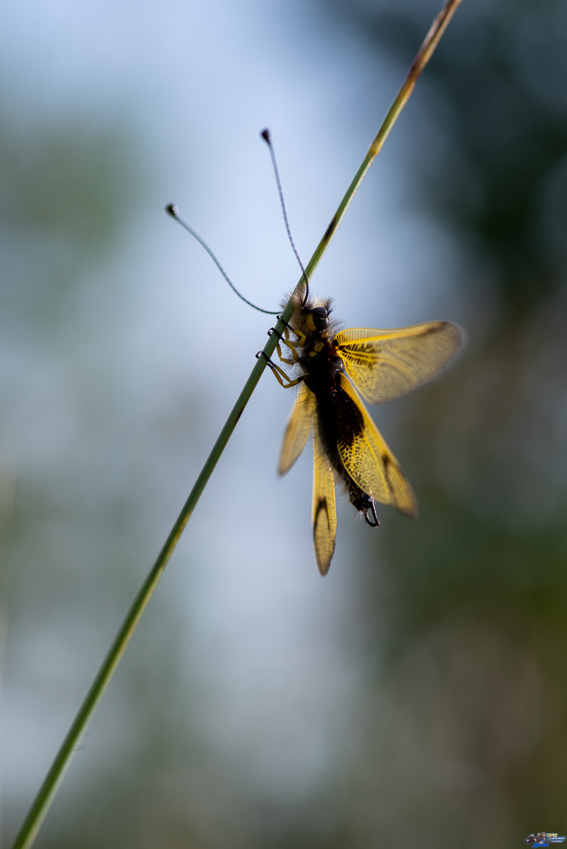  Ascalaphe, ascalaphidae  _IMG2891