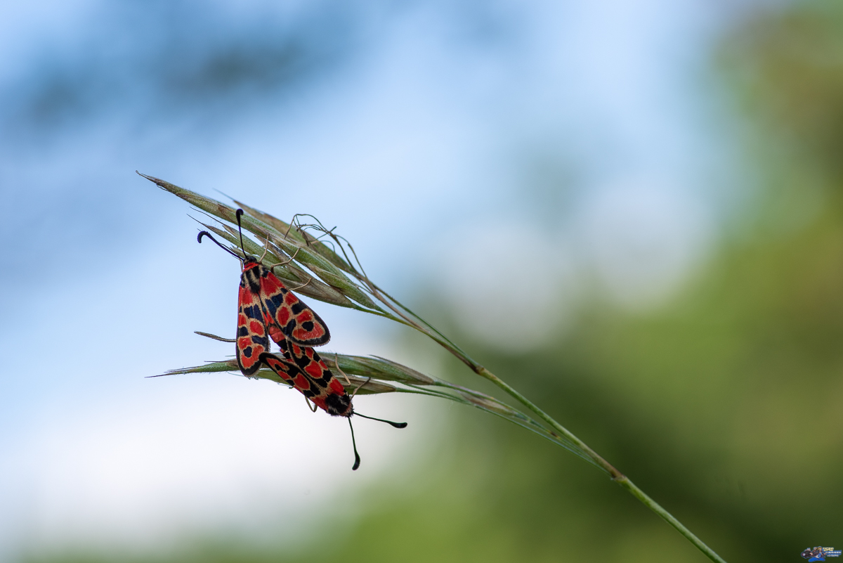  Zygaena fausta (Zygène de la Petite coronille)  _IMG2913