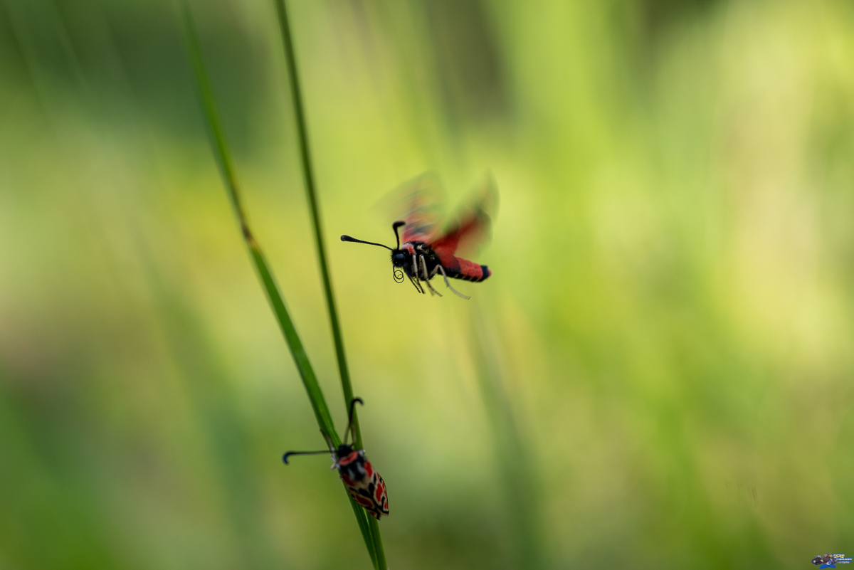  Zygaena fausta (Zygène de la Petite coronille)  _IMG2921